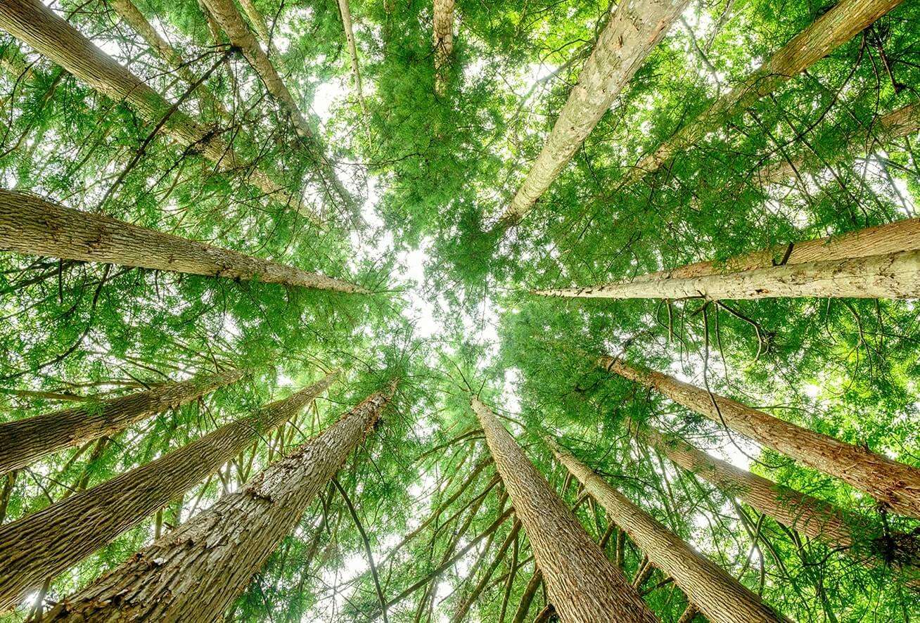 Japanese Cedar Forest Japanese cedar trees forest viewed from below.