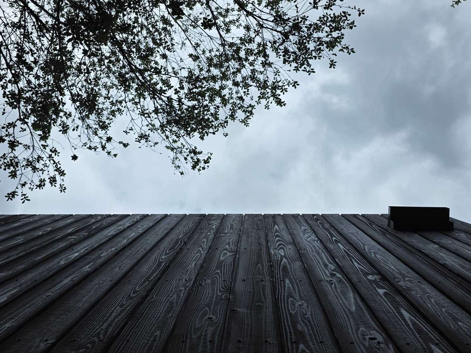 Charred timber wall beside greenery.